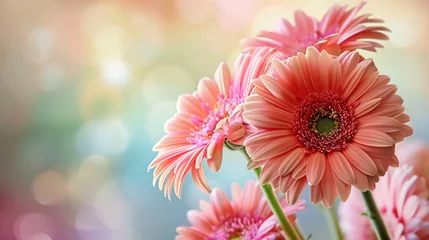 Foto auf Glas Beautiful gerbera flowers on pastel background © artist