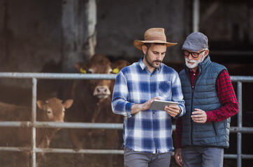 Two farmers in cowshed looking at tablet