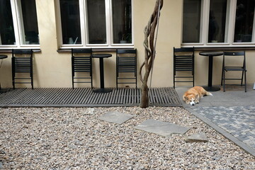 Schlafender Hund in einem Innenhof mit Klappstühlen und Bistrotischen eines Café und Bistro an...