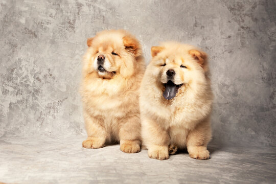 Two cute fluffy chow chow puppies of light beige color on a gray background.