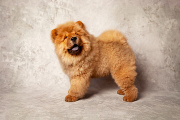 Cute fluffy red chow puppy, studio shot on a gray background of concrete texture. 