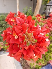 Bougainvillea-Bougainvillea Flame produces masses of spectacular firey red bracts during summer,...