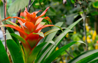 Red orange Guzmania lingulata flowers in a tropical garden.Selective focus.