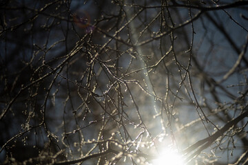 Light on an icy tree. Branches in ice. Morning light in the park.