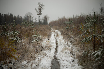 Late autumn in the forest. First snow on the road. Path through the field.