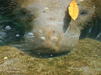 Manatee Exhaling Under Water Nose Blows Bubbles Homosassa Springs State Wildlife Park