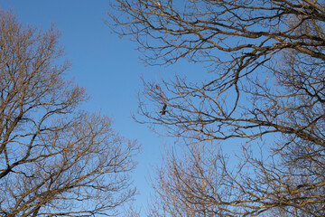 A bird flies through a tree. Tree in winter. Blue sky on a frosty day.