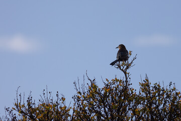 Great-tailed Grackle (Quiscalus mexicanus) perched in the top of the tree. Springtime - Turlock, California, USA