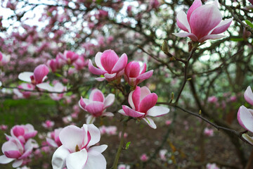 Obraz premium Magnolia flowers in full bloom on tree branch with soft focus background