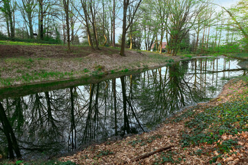 Still Pond in the Forest With Trees and Blue Sky Reflected on the Water Surface