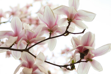 Close-up of beautiful light pink magnolia flowers with delicate petals on white background