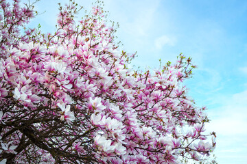 Spring flowering magnolia tree with bright pink blossoms against a clear blue sky.