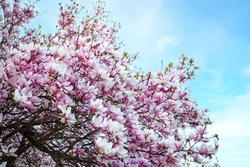Poster Spring flowering magnolia tree with bright pink blossoms against a clear blue sky. © Iuliia