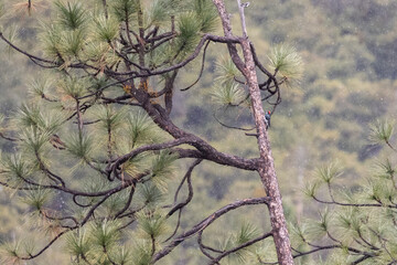 An environmental, habitat shot of an Acorn woodpecker (Melanerpes formicivorus) in a tree, snowing. Yosemite, California, USA in March, Spring