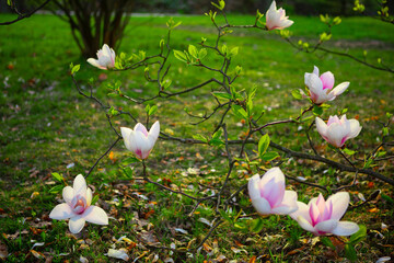 Vibrant magnolia flowers in full bloom with soft focus background, symbol of beauty and grace