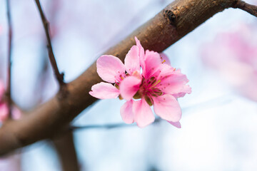 Close-up of a pink peach blossom in full bloom on a tree branch with a blurred background.