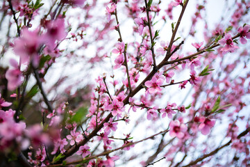 Spring flowering pink peach blossom tree branches with white sky background