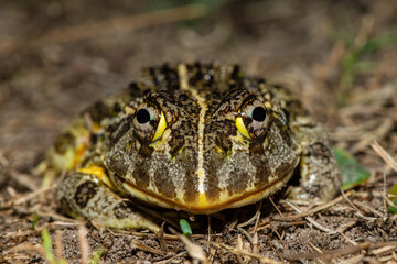 Frontal closeup of the newly discovered African bullfrog, Beytell's bullfrog (Pyxicephalus beytelli), found in Western Zambia