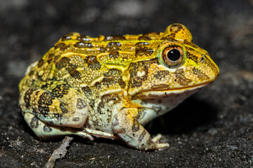 The newly discovered African bullfrog, Beytell's bullfrog (Pyxicephalus beytelli), found in Western Zambia
