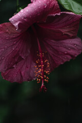 Pink hibiscus flower with rain drops