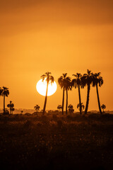 Sunset in the countryside with silhouette of palm trees