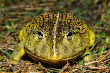 Frontal closeup of the newly discovered African bullfrog, Beytell's bullfrog (Pyxicephalus beytelli), found in Western Zambia