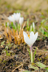 Selective focus on a white crocus flower in bright sunlight on a spring day. The first beautiful delicate spring flowers. Macro photography.