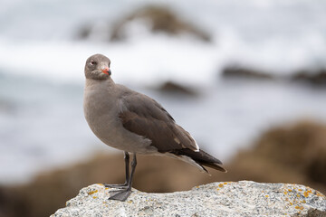 Heermann's Gull (Larus heermanni) in immature, juvenile or non breeding plumage. 