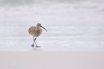 Whimbrel (Numenius) on sandy beach Carmel by the Sea, California. March, USA