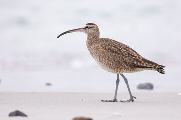 Whimbrel (Numenius) on sandy beach Carmel by the Sea, California. March, USA