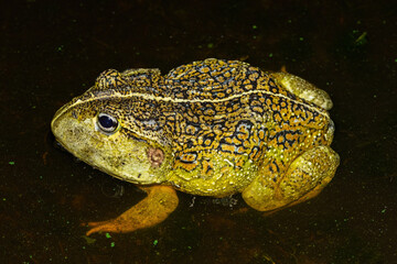 The newly discovered African bullfrog, Beytell's bullfrog (Pyxicephalus beytelli), found in Western Zambia