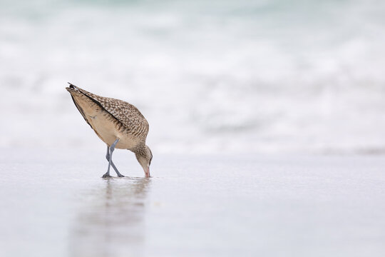 A single Whimbrel (Numenius) forages in the sand on a beach at Carmel by the Sea, California. March, USA