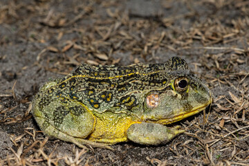 The newly discovered African bullfrog, Beytell's bullfrog (Pyxicephalus beytelli), found in Western Zambia