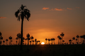 Sunset in the countryside with silhouette of palm trees