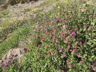 Wildblumenwiese in den Bergen von La Gomera 