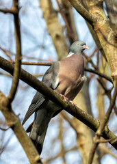 Wood Pigeon (Columba palumbus) - Widespread across Europe and Asia