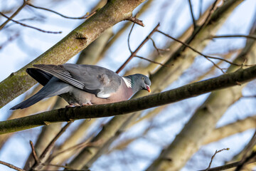 Wood Pigeon (Columba palumbus) - Widespread across Europe and Asia