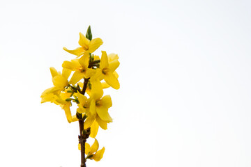 yellow flower isolated on white background