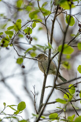 Chaffinch (Fringilla coelebs) - Widespread across Europe, Asia, and North Africa