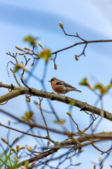Chaffinch (Fringilla coelebs) - Widespread across Europe, Asia, and North Africa