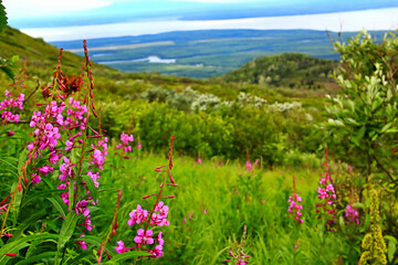 Obraz premium Alaskan Fireweed