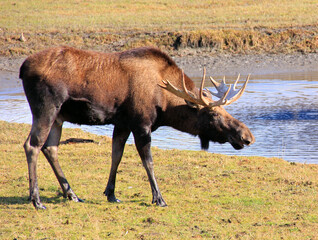 Alaskan Bull Moose