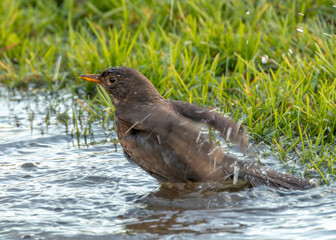 Blackbird (Turdus merula) - Europe, North Africa, and parts of Asia