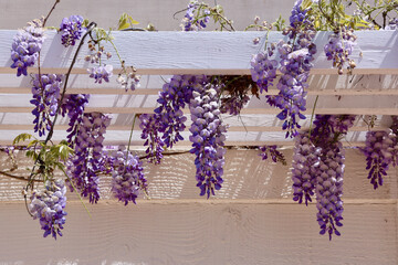 cascading purple wisteria flowers on the trellis
