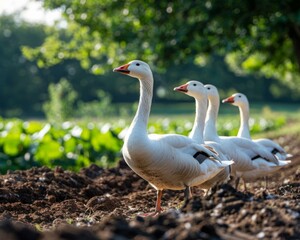 Obraz premium A group of white geese walking in a dirt field. AI.