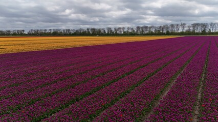 Vibrant tulip fields with rows of yellow and purple flowers under a cloudy sky, showcasing the beauty of agricultural floriculture.