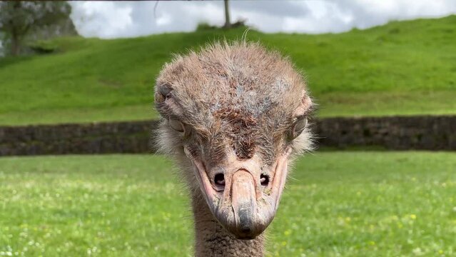 Video of an ostrich face against green background