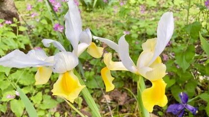 Iris au printemps