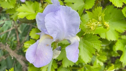 blue iris flower © A S Santacreu Anita