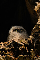 A baby owlet Great Horned owl sits perched at the opening of its nest looking up